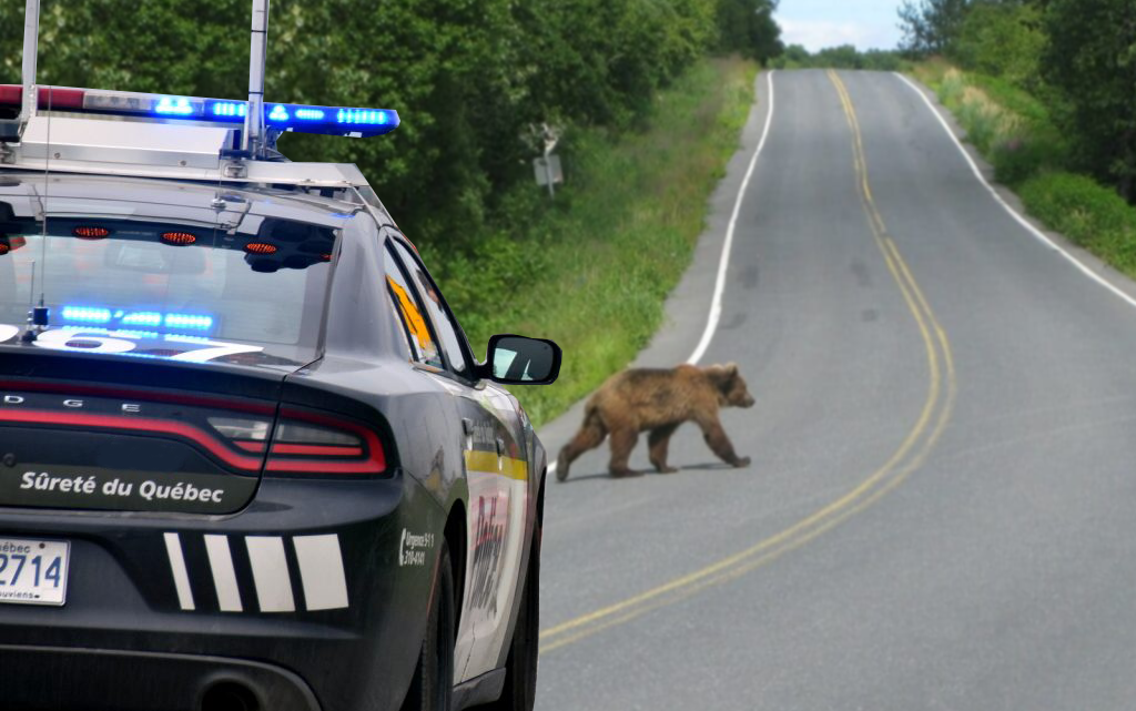 Les animaux sur les autoroutes