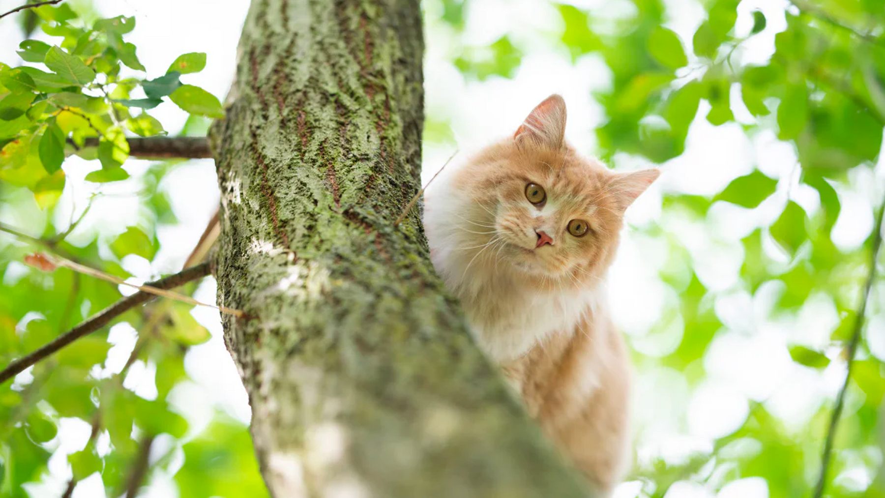 Les chats dans les arbres