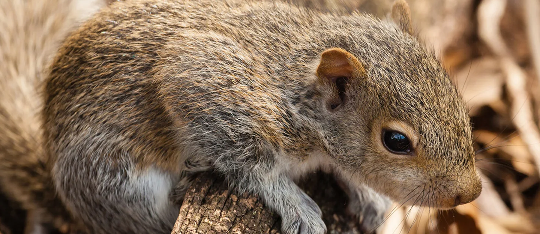 Écureuils Orphelins