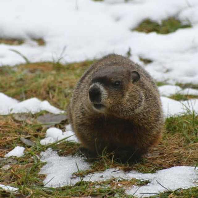 L'hiver et la Faune du Québec