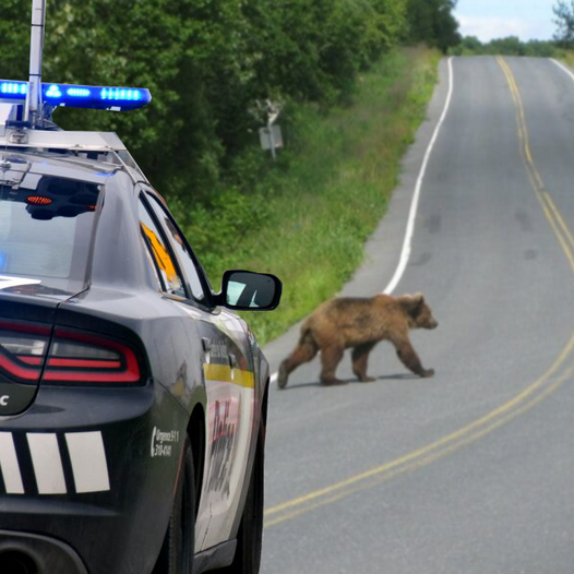 Les animaux sur les autoroutes