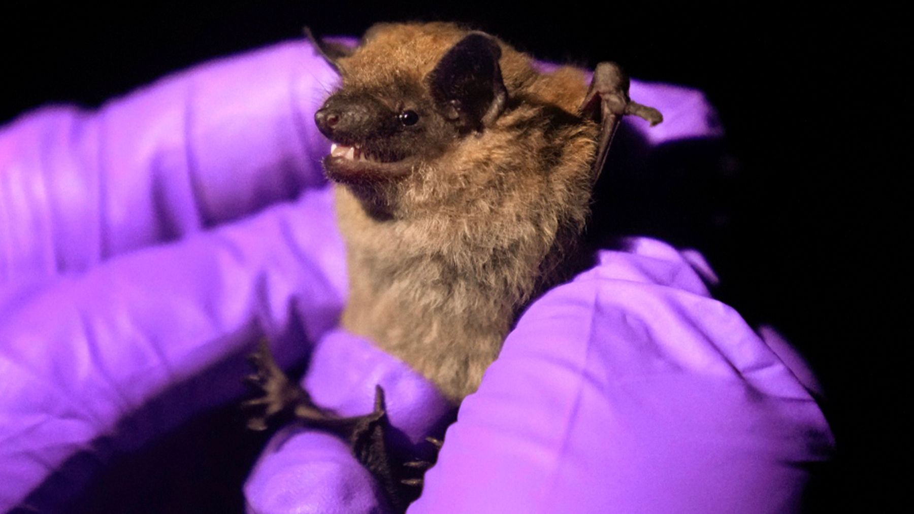 Les chauves-souris au Québec